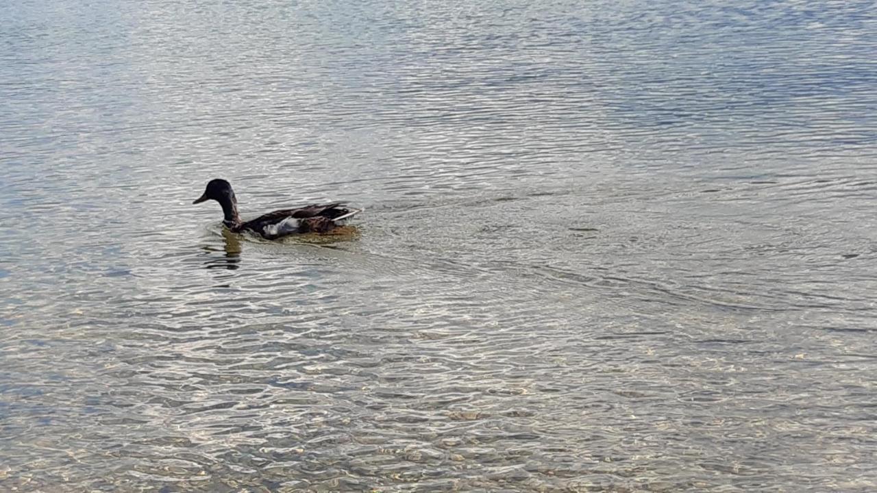 Wildente Am See Maishofen Exteriör bild